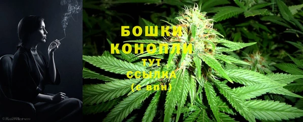 амф Тайга